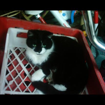 Foto 1/1 CHIPY Chat perdido en Hellemmes