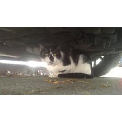 Foto 1/1 Gato encontrado Encontrado en Muret