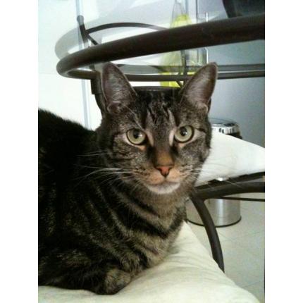 Foto 1/1 MYLO Chat perdido en Le beausset