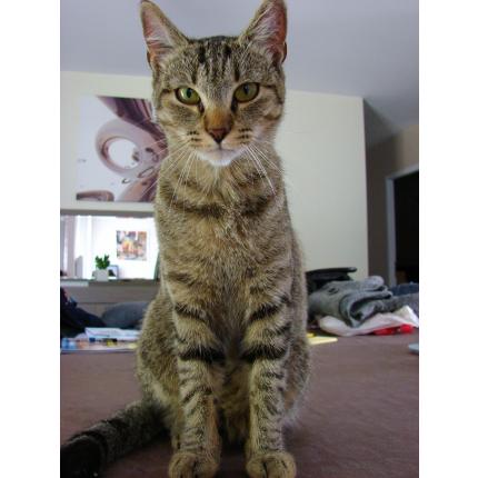 Foto 1/1 NOE dit TIBOU Chat perdido en Bouhet