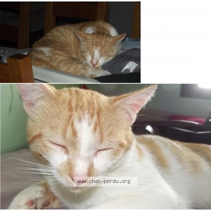 Foto 1/1 Manex Chat perdido en Hasparren