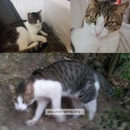 Foto 1/1 BOUBOU Chat perdido en Le beausset