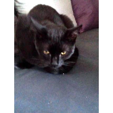 Foto 1/1 Marius Chat perdido en Taule