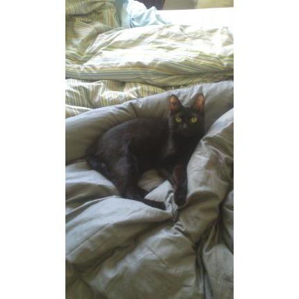 Foto 1/1 Celesta Chat perdido en Nantes