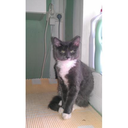 Foto 1/1 grizou Chat perdido en Vaudoy en brie