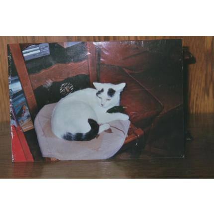 Foto 1/1 timi Chat perdido en Drancy