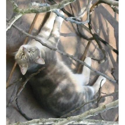 Foto 1/1 Gato encontrado Encontrado en Rive de gier