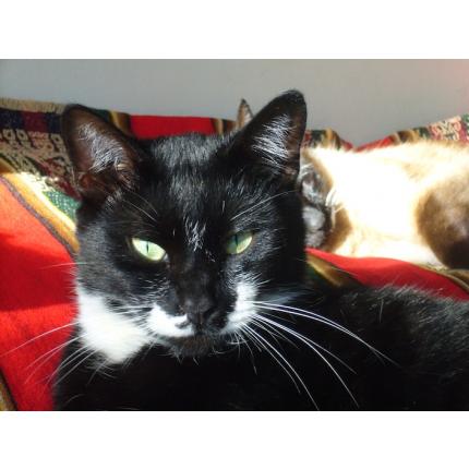 Foto 1/1 Nemo Chat perdido en Paris