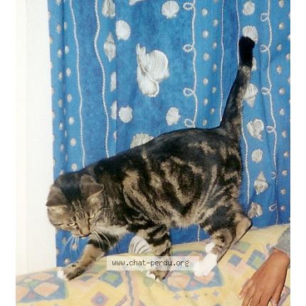 Foto 1/1 Hyron Chat perdido en Villiers le bel