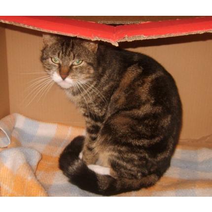 Foto 1/1 Jerry Chat perdido en Riscle