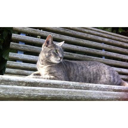 Foto 1/1 PABLO Chat perdido en Pampelonne