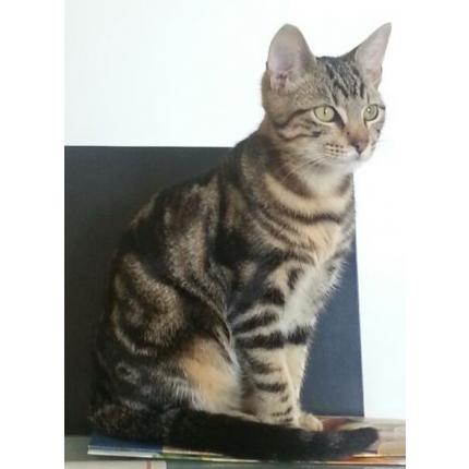 Foto 1/1 Morfale Chat perdido en St nazaire les eymes