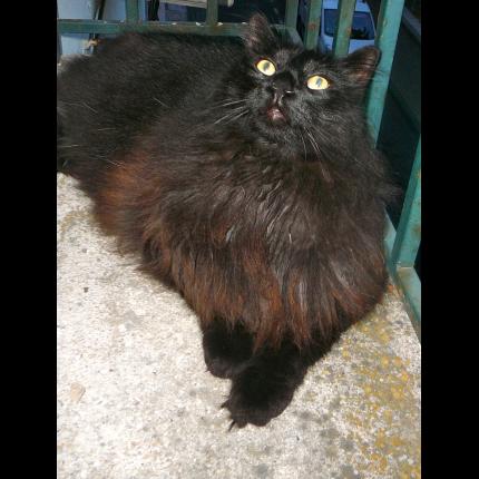 Foto 1/2 OSCAR Chat perdido en Paris