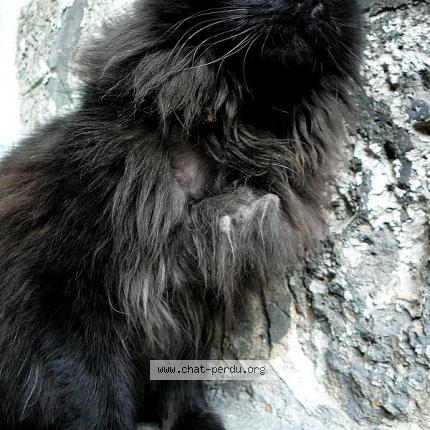 Foto 2/2 OSCAR Chat perdido en Paris