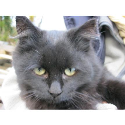 Foto 1/1 Ipso Chat perdido en St georges du rosay