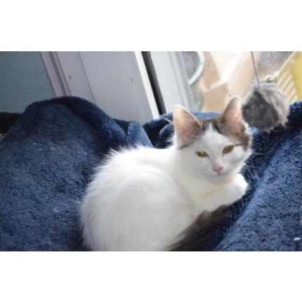 Foto 1/1 Angel Chat perdido en Saint gratien