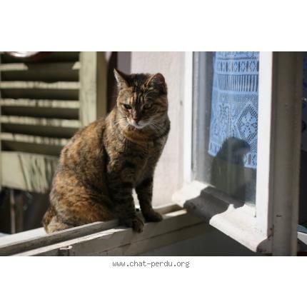 Foto 1/1 hulotte Chat perdido en Nice