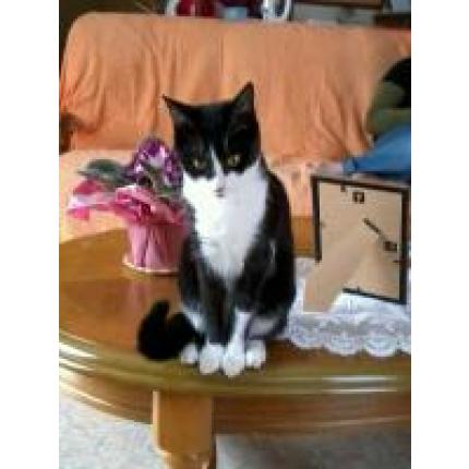 Foto 1/1 HOLLY Chat perdido en Ternant