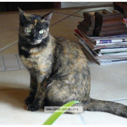 Foto 1/1 tina Chat perdido en Noyarey