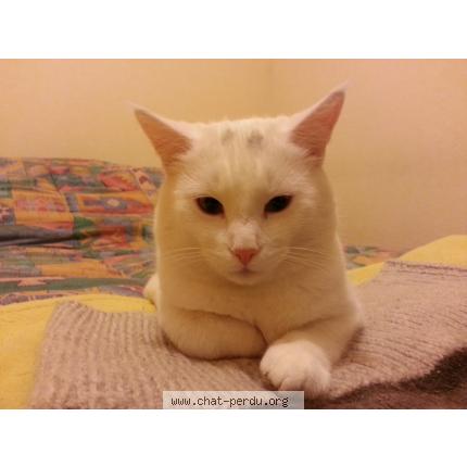 Foto 1/1 Intrépide Chat perdido en Argenteuil sur armancon