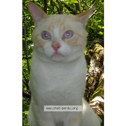 Foto 1/1 Canel Chat perdido en Barby