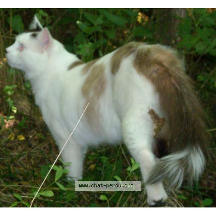 Foto 1/1 Frou Chat perdido en Barby