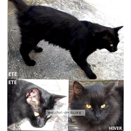 Foto 1/1 FUJI Chat perdido en Vitrolles