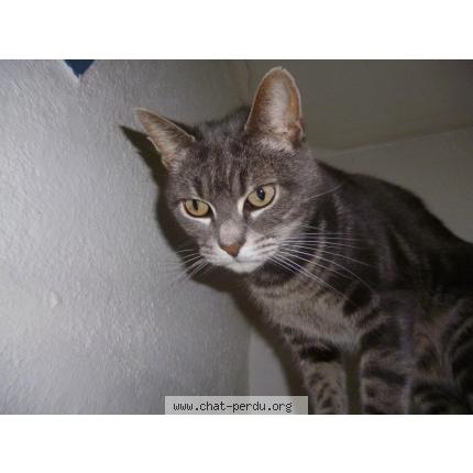 Foto 1/1 CROCK Chat perdido en Chateau thierry