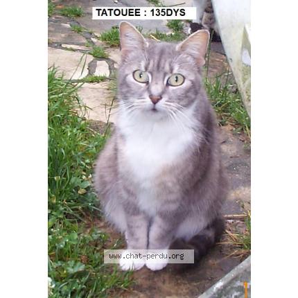 Foto 1/1 DORA Chat perdido en Camphin en pevele