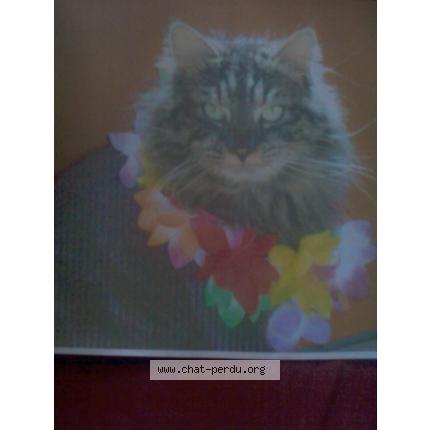 Foto 1/1 COOKIE Chat perdido en Villefranche sur saone