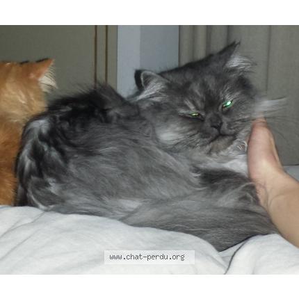 Foto 1/1 MAKI Chat perdido en Landrais