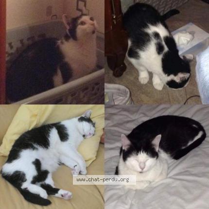 Foto 1/1 chanel Chat perdido en Lanton