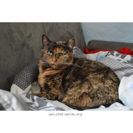 Foto 1/1 Minouch' Chat perdido en Tocane saint apre