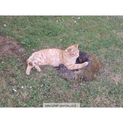 Foto 1/1 Caramel Chat perdido en Heillecourt
