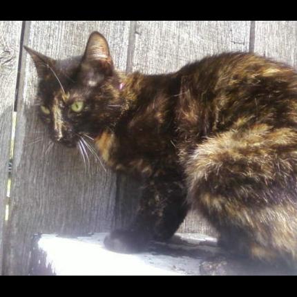 Foto 1/1 CIRCEE Chat perdido en Orleans