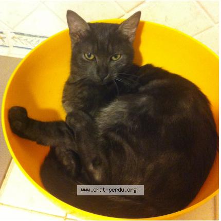 Foto 1/1 Indy Chat perdido en Thionville