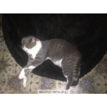 Foto 1/1 Gribouille Chat perdido en Bevillers