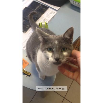 Foto 1/1 Deniro Chat perdido en La barre de monts