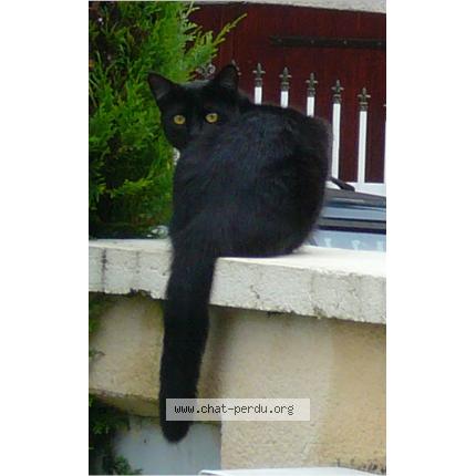 Foto 1/1 Gribouille Chat perdido en Breteniere