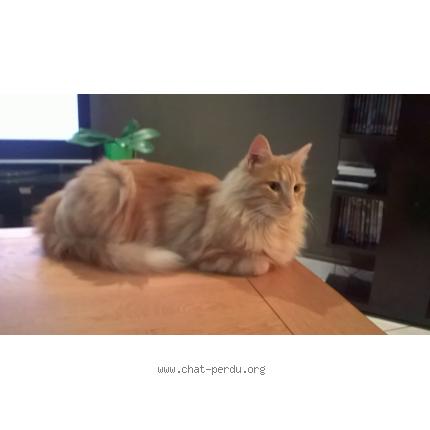 Foto 1/1 SHERKAN Chat perdido en Saint georges de montaigu