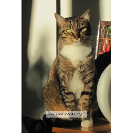 Foto 1/1 Pompon Chat perdido en Plouigneau