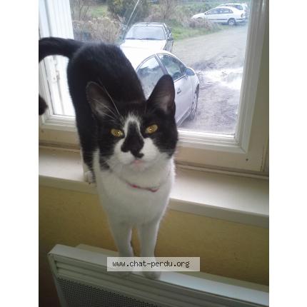 Foto 1/1 BRINDILLE Chat perdido en Queven