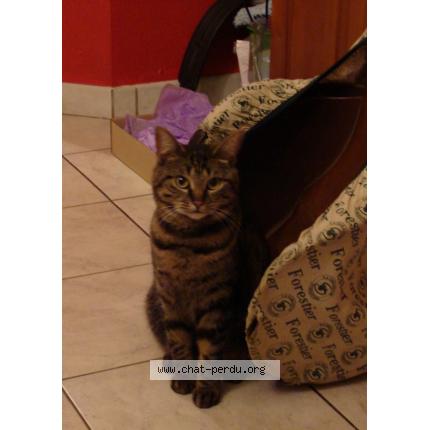 Foto 1/1 MissCat Chat perdido en Brumath