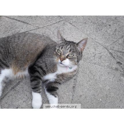 Foto 1/1 grillou Chat perdido en Quezac