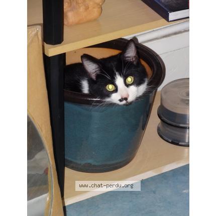 Foto 1/1 Bulle Chat perdido en Rouen