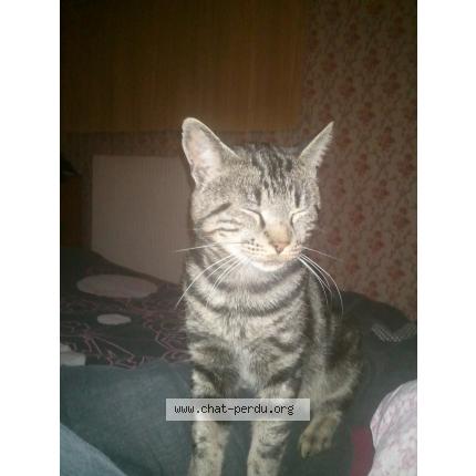 Foto 1/1 arkan Chat perdido en Fismes