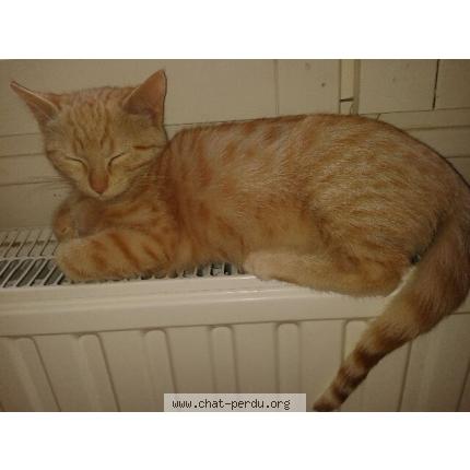 Foto 1/1 Galipette Chat perdido en Sartrouville