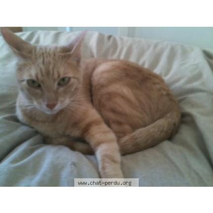 Foto 1/1 Mimi Chat perdido en Montrouge