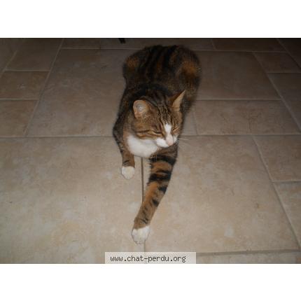 Foto 1/1 Croquette-Tigrou Chat perdido en Tizac de curton