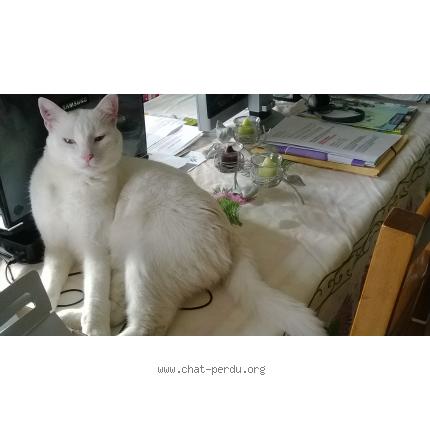 Foto 1/1 FRIMOUSSE Chat perdido en Dizimieu